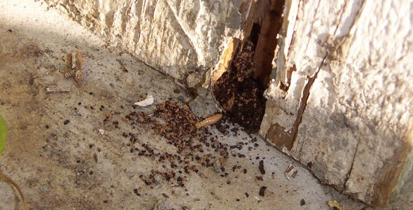 termite inspection fresno